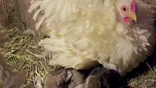 Chicken Helps Keep Baby Bunnies Warm