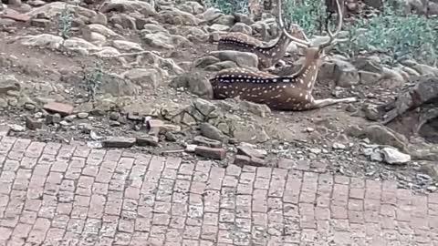 Deer are Sitting in the Park Dehradun Zoo, Dehradun, Uttarakhand, India