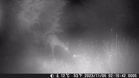 4K Game/Trail Camera: Deer Season