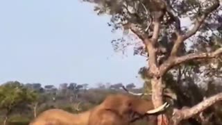 elephant knocks down tree