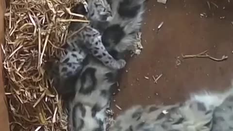 Newborn snow leopard cub cuddles with mother’s tail