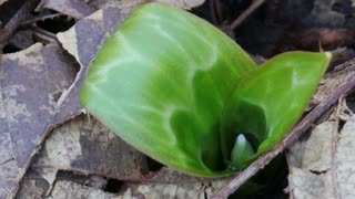 Pink Fawn Lily-Early Spring