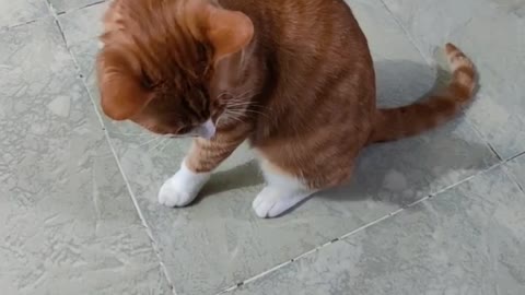 biting kitty