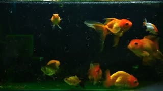 colorful fish