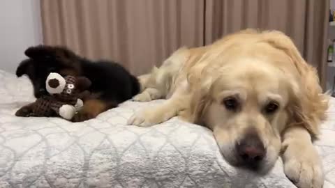 Golden Retriever Steals Toy From German Shepherd Puppy