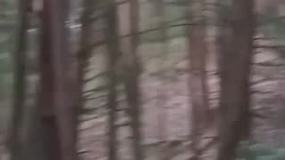Haunted woods