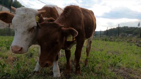 Cute cows in the pasture