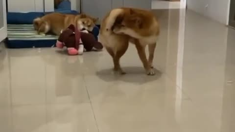 Funny dog chases its tail