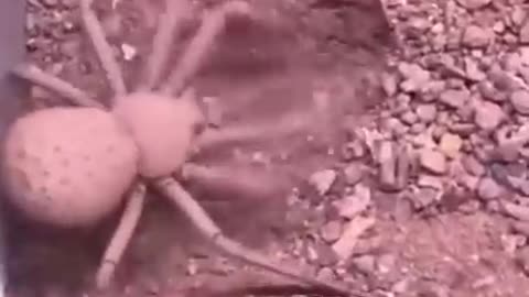 العنكبوت الرملي خطير جدا