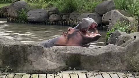 A hippopotamus