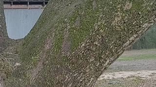 Dog climbs large tree to catch squirrels.