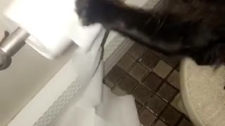 Cat unrolling toilet paper