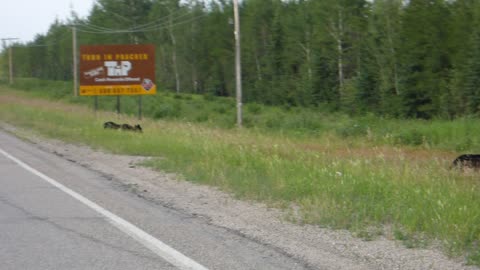 Black Bear and Three Cubs Crossing Highway