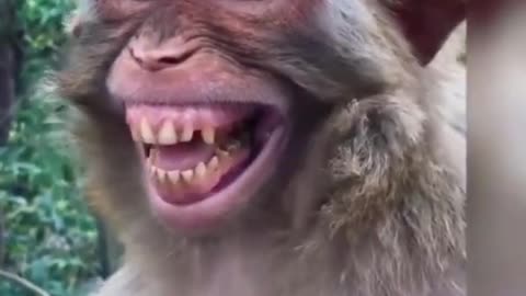 Monkey funny video Very Nice Smiling Video #shorts #monkey #monkeymonshorts #monkeysmilingfacevideo