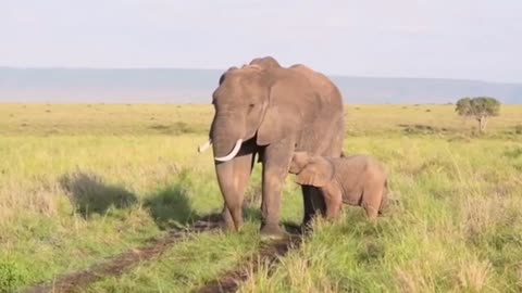 Baby Elephant Having A Good Time With Mother Elephant