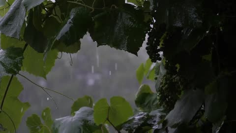 Rain Sound for Sleeping,Calming and Relaxing,Nature Sounds, Healing Sounds