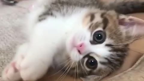 Adorable cute kitten Compilation Funny Vines 2021 😍😂🤣