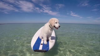 Adventurous Golden Retriever loves paddle boarding