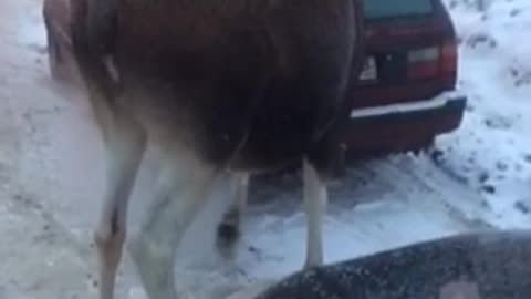 Moose Warms Up with Car Exhaust Fumes