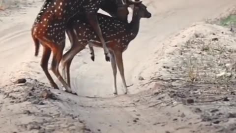 Deer reproduction | Deer mating #87