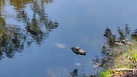 Cute baby gator.