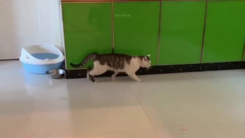 Funny Cat Walk 😂😂