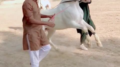 Beautiful Horse Dance Training in village