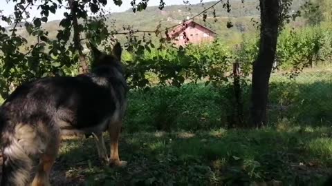 Mom Playing With Her Puppies