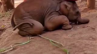 affectionate baby elephant 😍