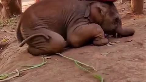 affectionate baby elephant 😍