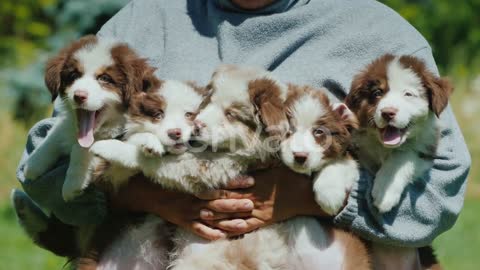 A Man Holds Five Funny Puppies in His Arms