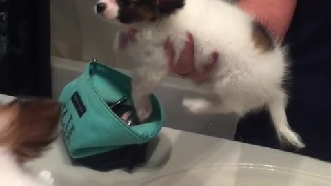 Small white brown puppy is held above a fan to try off in bathroom