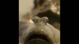 Meet The Mudfish