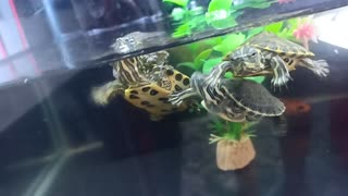 Baby Turtle Hitches a Ride
