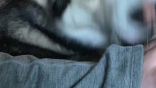 Husky Demands More Pets
