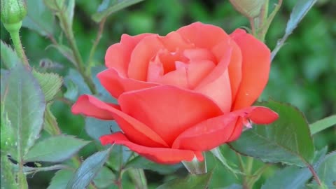 Rose Red Rose Flower Grow Time Lapse