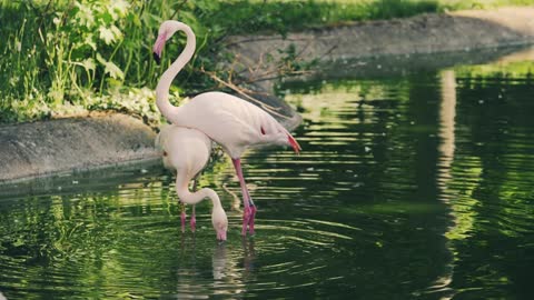 Flamingos couple on a beautiful walk