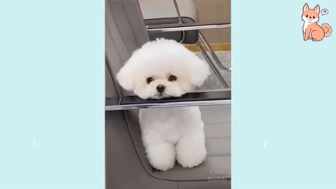 Super Cute and Funny Puppies - Super Lovely Animals
