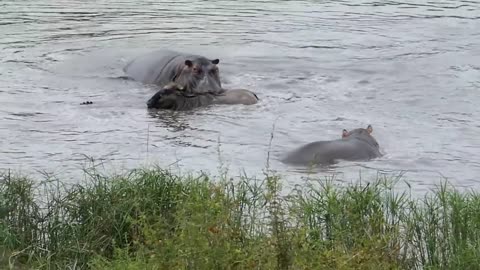 Hippos Save Wildebeest from Crocodiles!