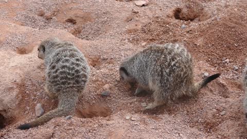 Group of meerkats Suricata suricatta digging in ground