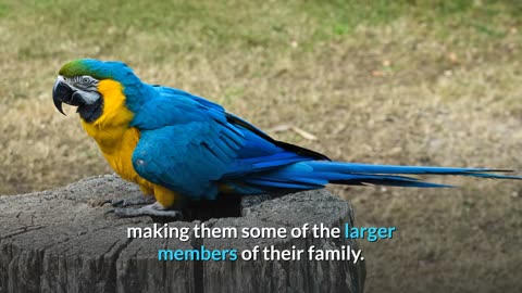 Blue and yellow Macaw || Descriptions, Characteristics and Facts!