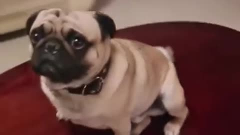 DOG So Worried Over Owners Reaction