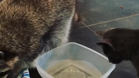 Kitten beats up raccoon for playing in water