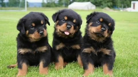 Rottweiler dog