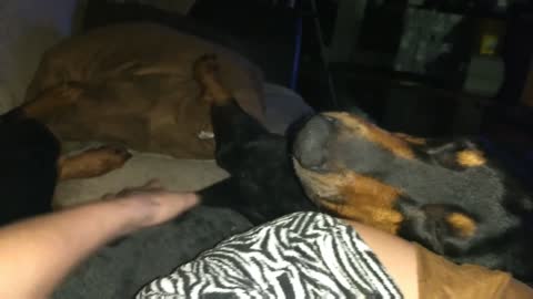 Demandante Doberman exige que lo rasquen