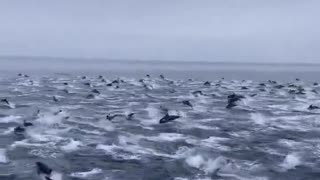 This dolphin stampede was spotted along the coast in. Just perfect.