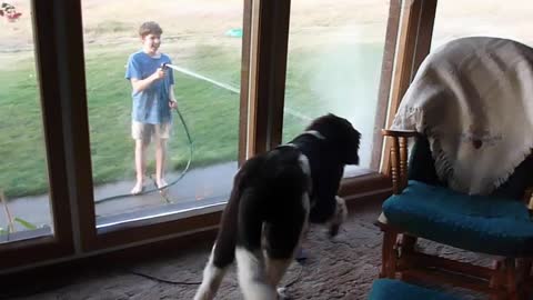 Giant Puppy Goes Crazy at Boy Shooting Water at Her