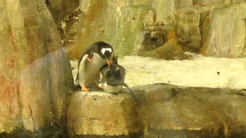 Penguin caught cheating