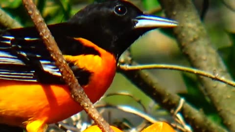 Oriole