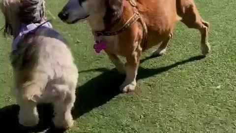 Sweetest old girl we met at the dog park